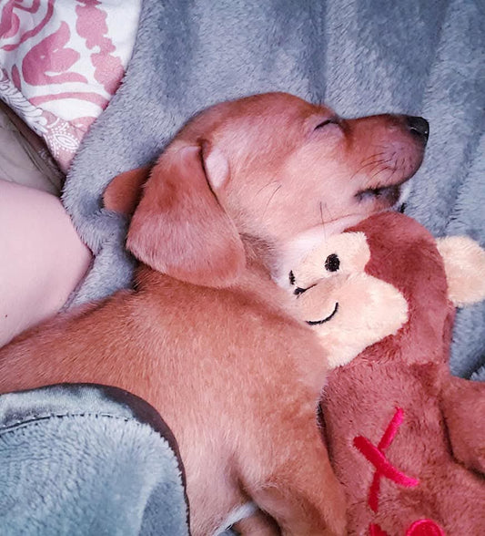 How to Soothe and Calm a Stressed Out Pup