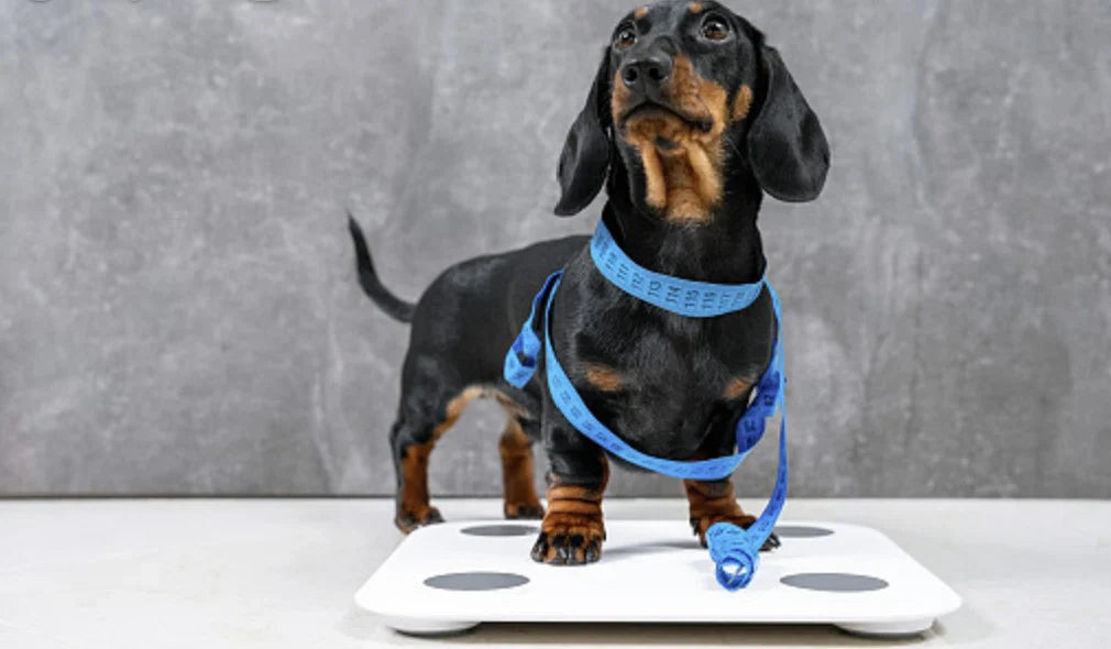 How to Measure Your Pup for Clothes, Collars & Harnesses (The Right Way!)