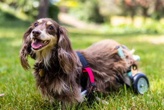 How to Prevent & Manage Dachshund Back Problems (IVDD Guide)