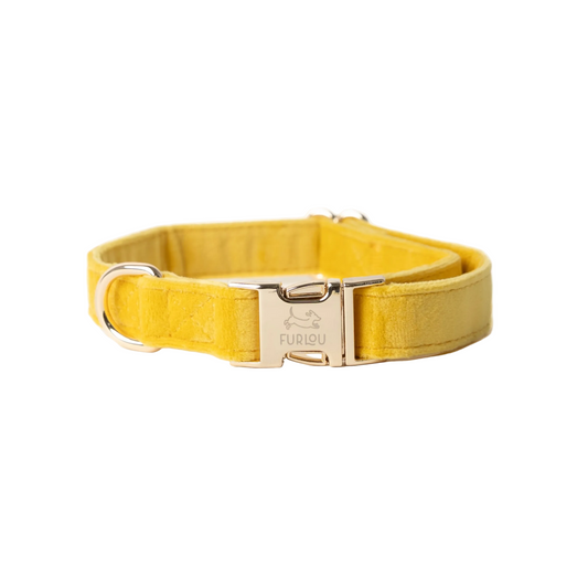 'Yellow' - Velvet Dog Collar