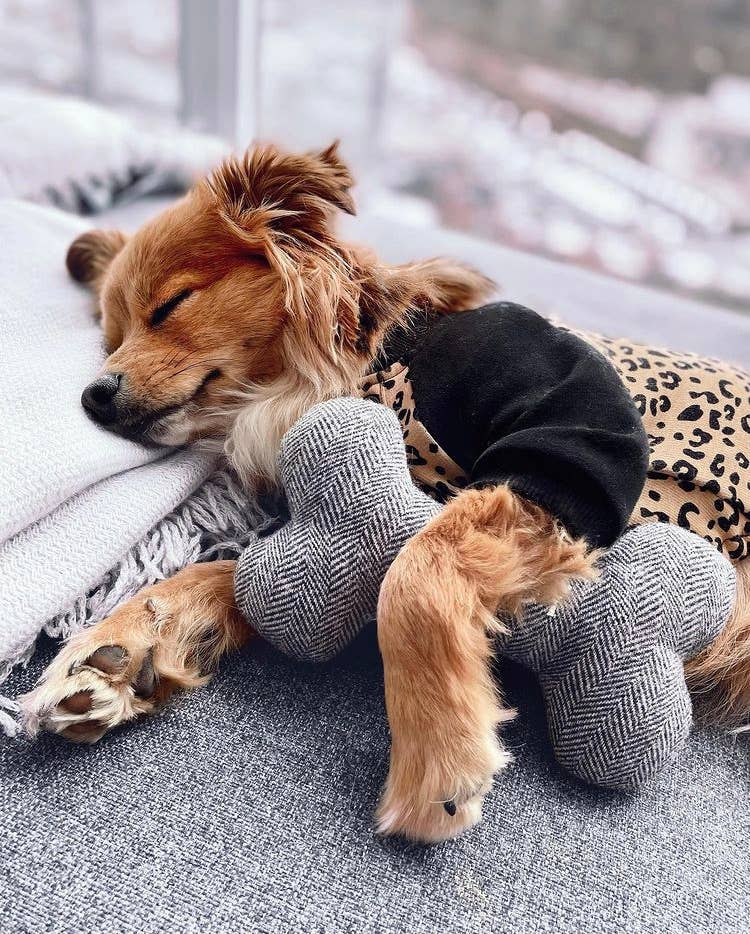 Plush and Squeaky Toys
