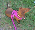 Load image into Gallery viewer, The Ultimate Dachshund Harness
