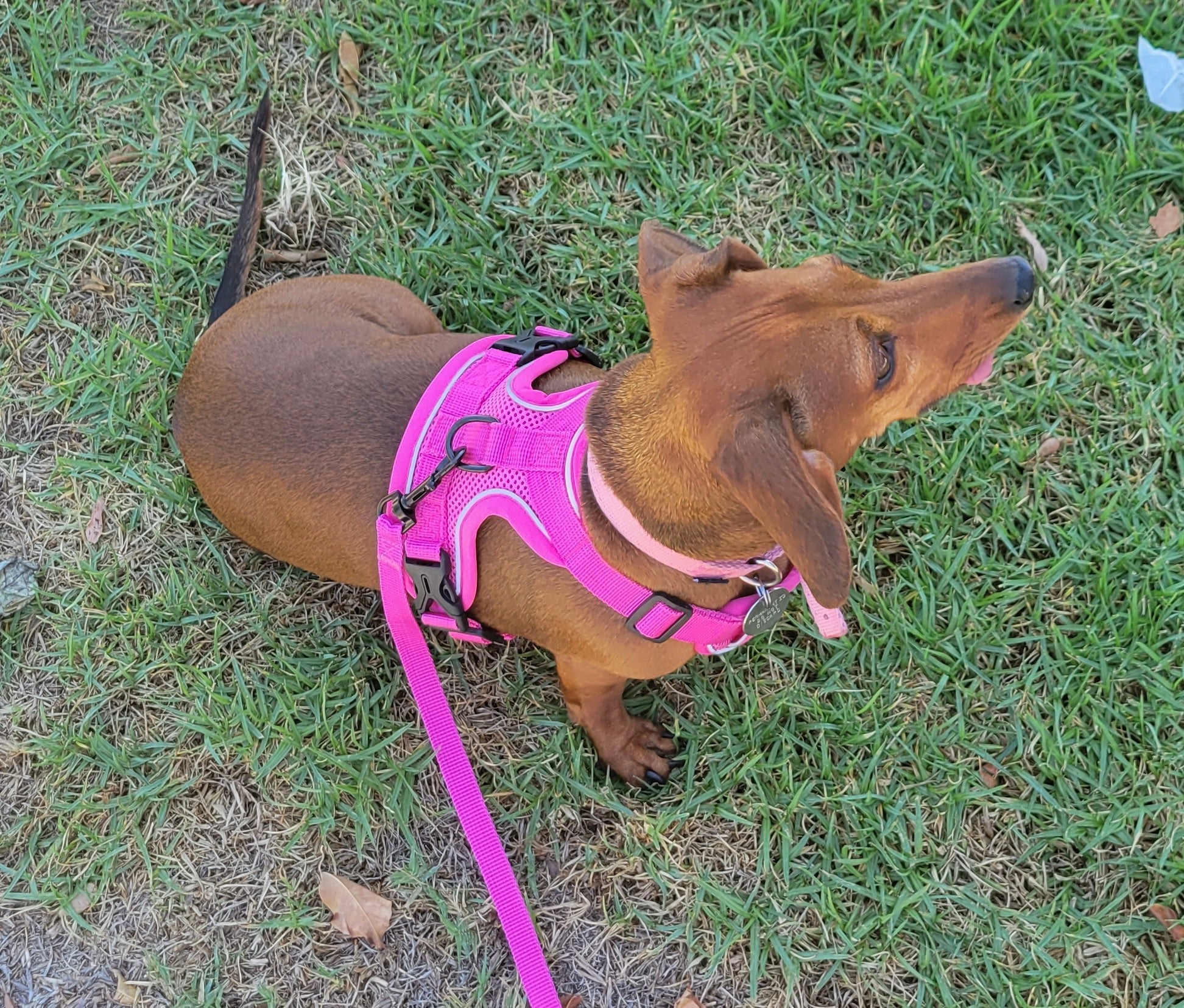 The Ultimate Dachshund Harness