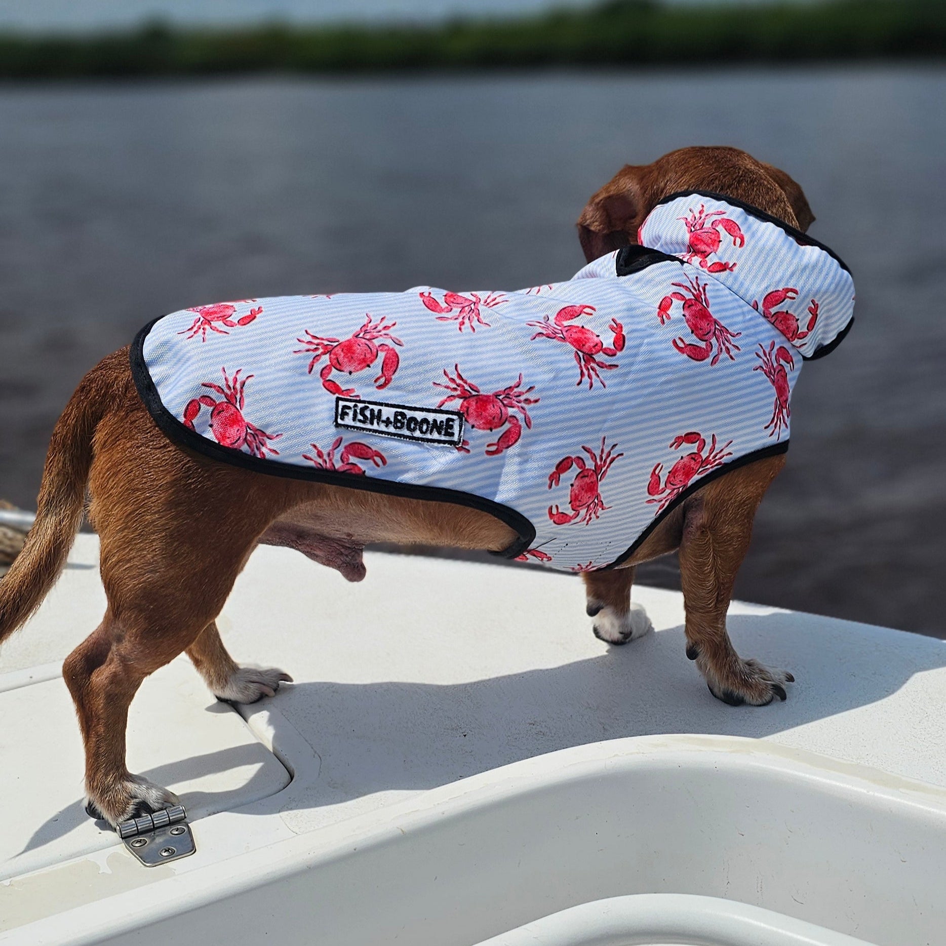 Dog wearing a coat with crab pattern on a boat