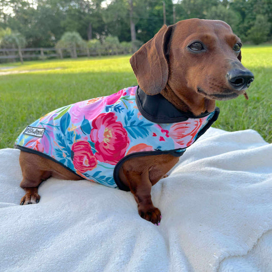 Dachshund wearing a colorful floral coat sitting on a blanket outdoors.