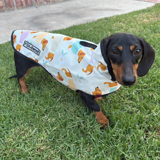 Small dog wearing a colorful coat on grass