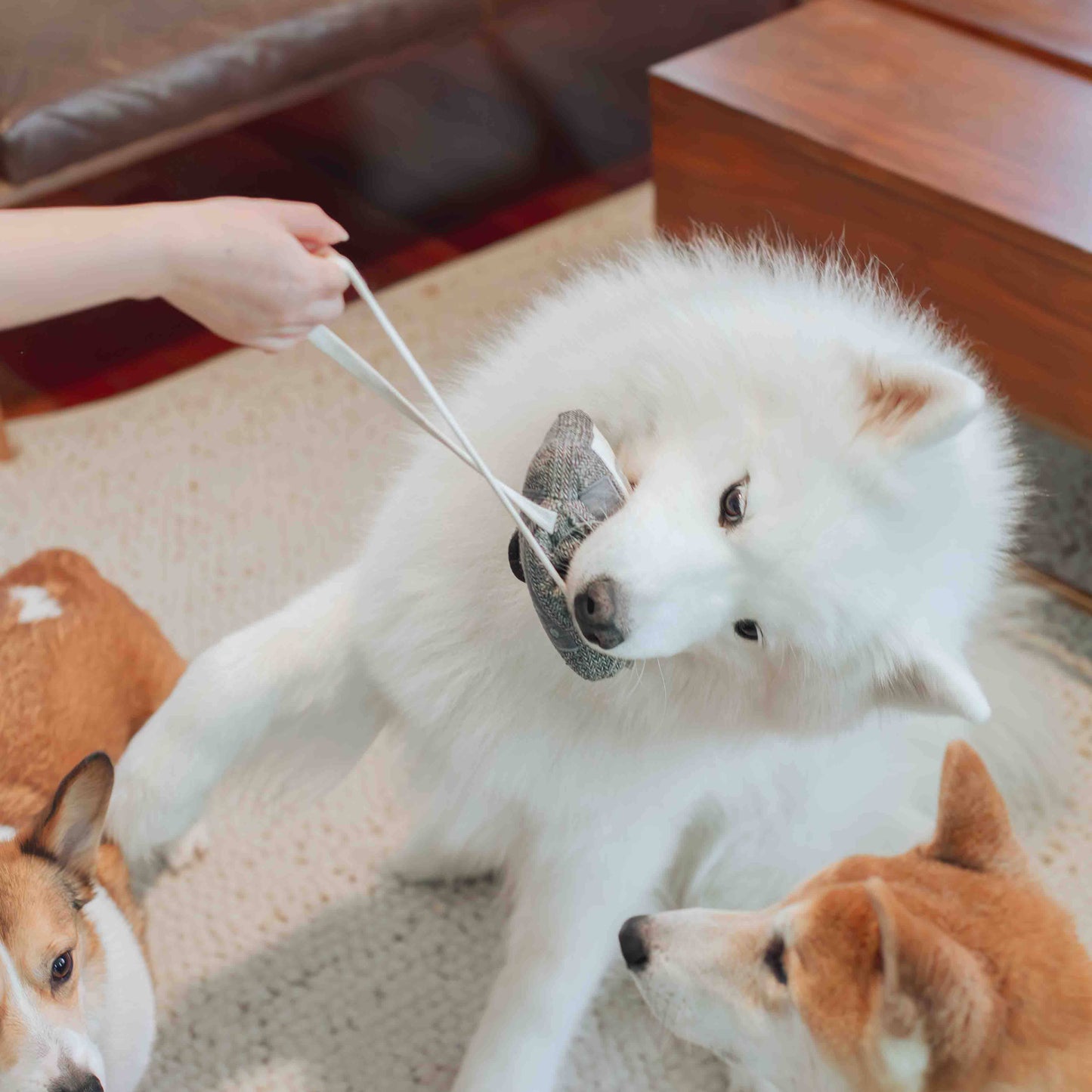 Cassette Tape Enrichment Dog Toy