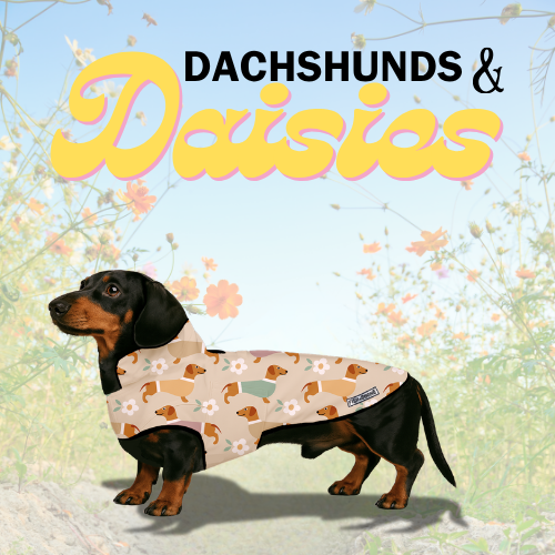 Dachshunds & Daisies Dog Coat