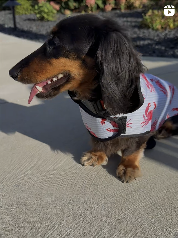 Dachshund wearing a harness with red patterns on a concrete surface